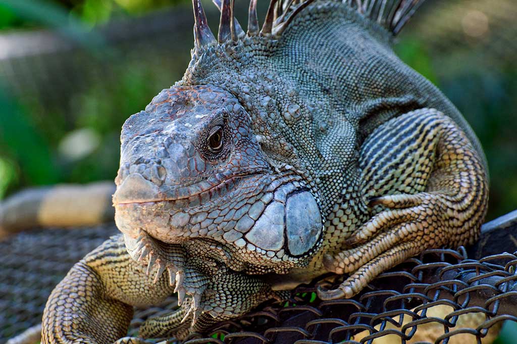 Iguana - Costa Rica